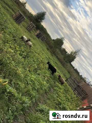 Бараны Дмитров - изображение 1