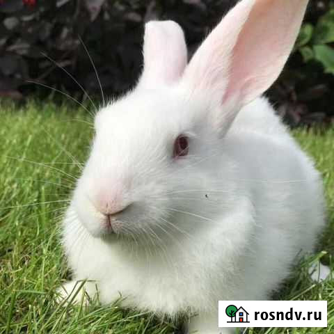 Кролики Выгоничи - изображение 1