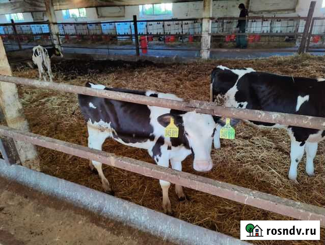 Телята, быки Рубцовск - изображение 1