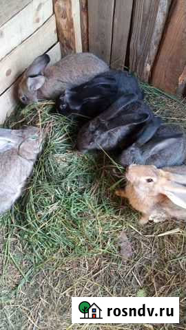 Кролики Брянск - изображение 1