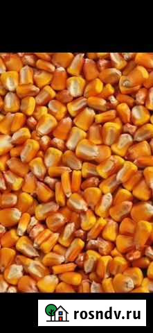 Кукуруза зерно Чегем - изображение 1