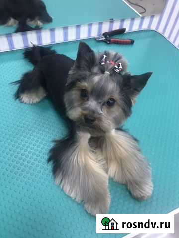 Грумер, стрижка животных Сургут - изображение 1