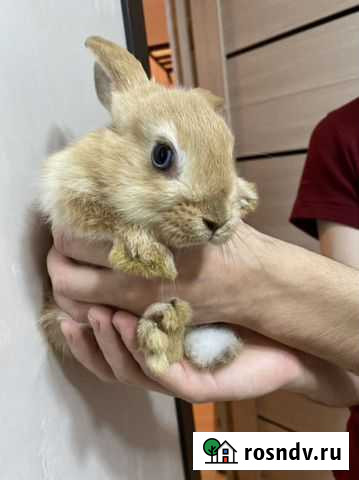 Карликовые кролики Нидерландские Выкса - изображение 1