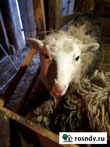 Овца девочка Шимск - изображение 1