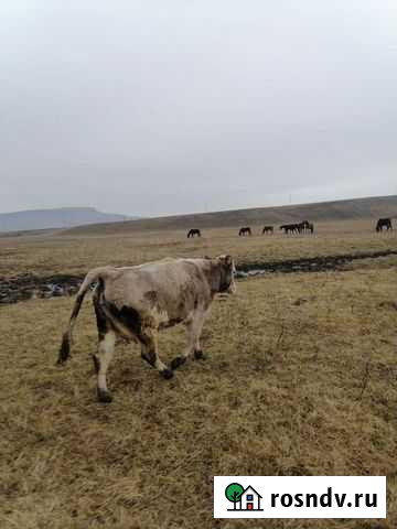 Телочка Сторожевая - изображение 1