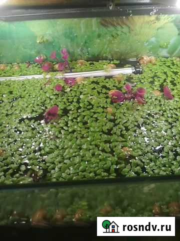 Рыбки от 45руб,растения от 50руб Сибай - изображение 1