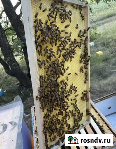 Мед Лиски - изображение 1