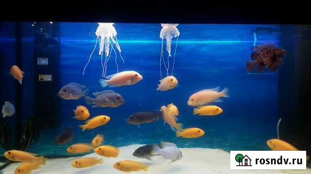 Цихлиды озера Малави Химки - изображение 1