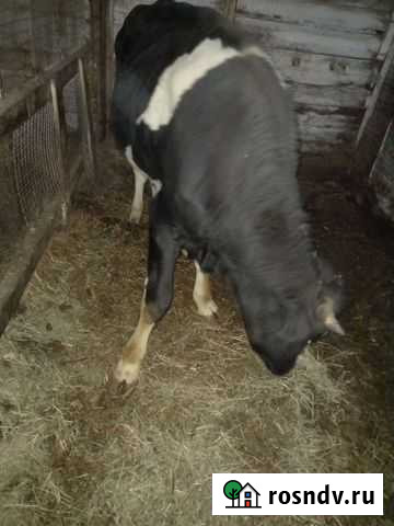 Бык Лысьва - изображение 1