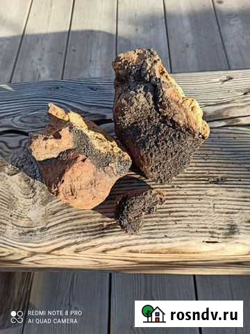 Чага, березовый гриб Омск - изображение 1