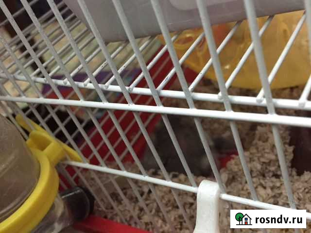 Хомячки Махачкала - изображение 1