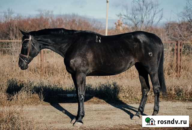 Кобыла полукровной породы Ростов-на-Дону - изображение 1