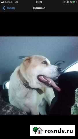 Вязка Алабай(сао) Волжск - изображение 1