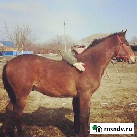 Лошадь чкв Ладожская - изображение 1