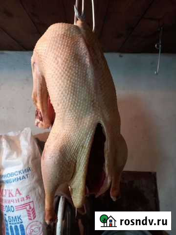 Гусь Пригородный - изображение 1