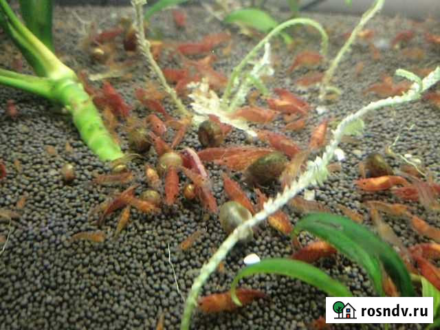 Аквариумные креветки Калуга - изображение 1