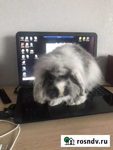 Декоративный кролик Брянск - изображение 1