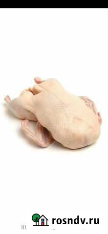 Продам гусей Алексеевка - изображение 1