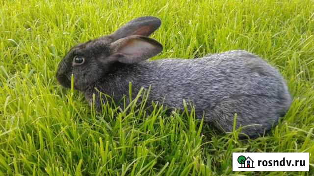 Кролики Сызрань - изображение 1