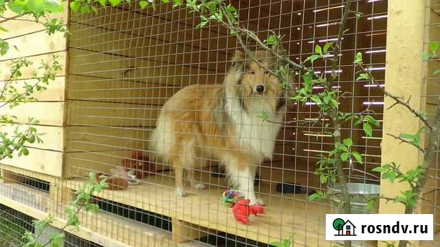 Дрессировка собак. Гостиница Лобня - изображение 1