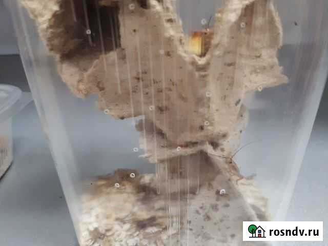 Сверчки-живые и замороженные.Мелкий сверчок Санкт-Петербург - изображение 1