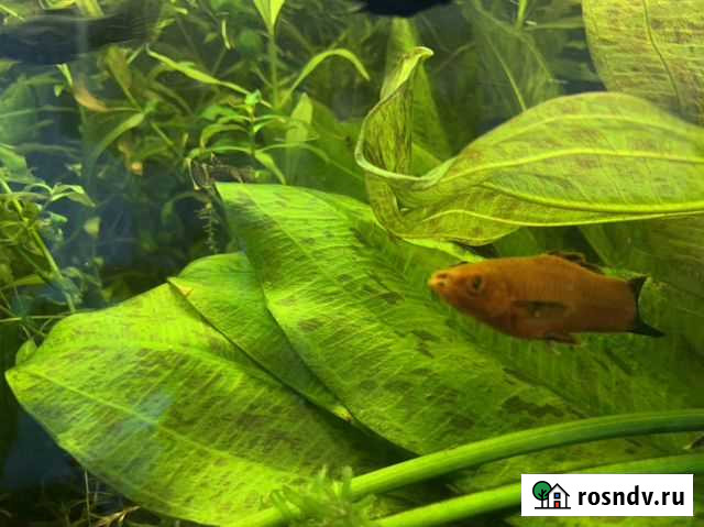 Рыбы и растения Коломна - изображение 1