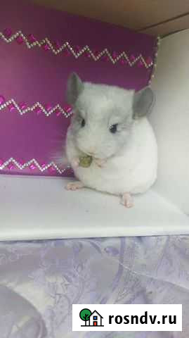 Шиншилёнок Чаки Волгоград - изображение 1