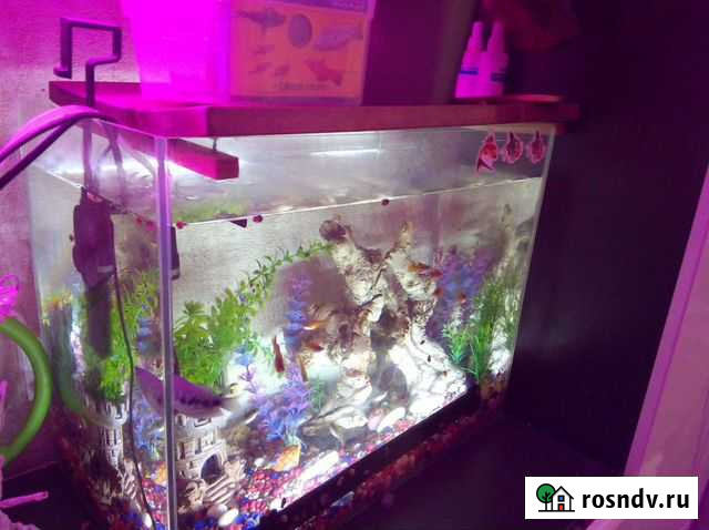 Аквариум Вологда - изображение 1