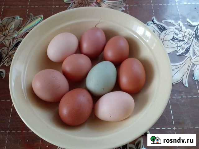 Свежие домашние куриные яйца Биробиджан - изображение 1