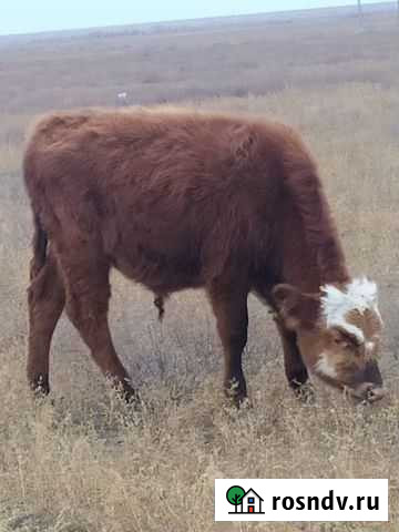 Продажа крс Малые Дербеты - изображение 1