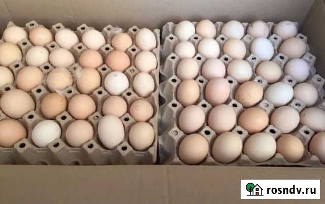 Яйцо бройлера росс 308 для инкубации Вологда - изображение 1