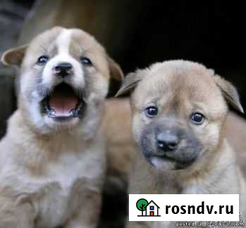 Ветеринарный врач Нижний Новгород - изображение 1