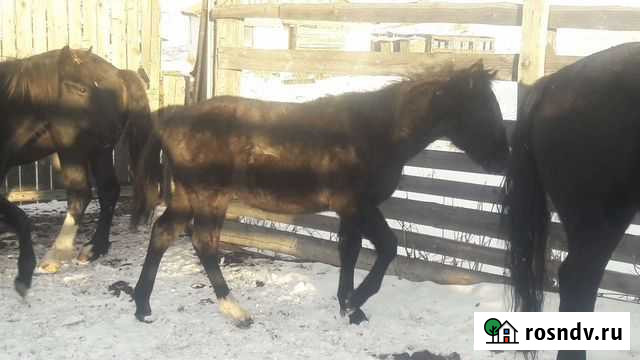 Жеребчик 21 года Солонешное - изображение 1