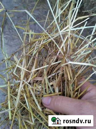 Продам сено Коломна - изображение 1