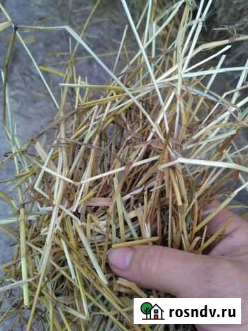 Продам сено Коломна - изображение 1