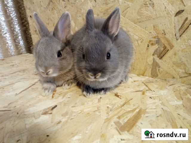 Декоративные Карликовые крольчата Новокузнецк - изображение 1
