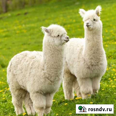 Альпака животное Москва - изображение 1