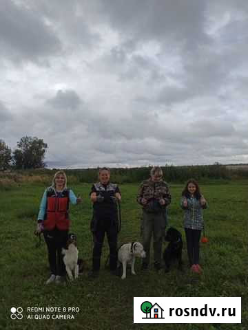 Дрессировка собак Россошь - изображение 1