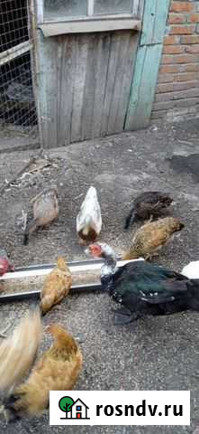 Дикие утки Агроном - изображение 1