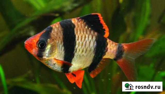 Барбус Коломна - изображение 1