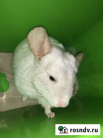 Шиншилла Видное - изображение 1