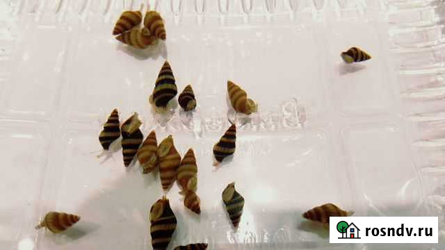 Хищныеленки, аквариум-орхидариум Истра - изображение 1