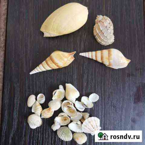 Ракушки для аквариума Октябрьский