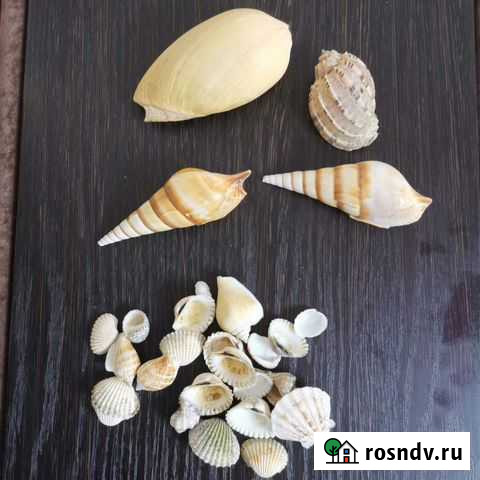 Ракушки для аквариума Октябрьский - изображение 1