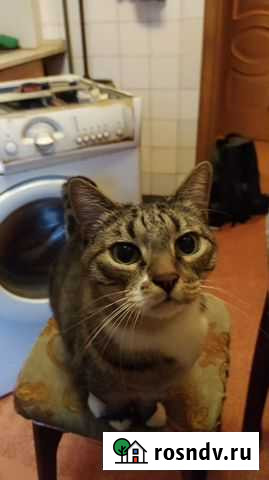 Ремонт стиральных и посудомоечных машин Всеволожск - изображение 1