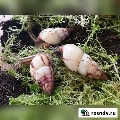 Улитки древесники Москва - изображение 1