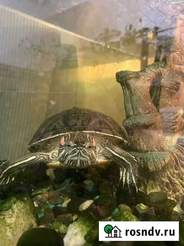 Красноухая черепаха самец вязка Санкт-Петербург - изображение 1