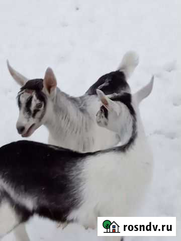 Козочка альпийская Краснокамск - изображение 1