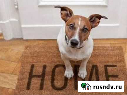 Передержка животных Волхов - изображение 1