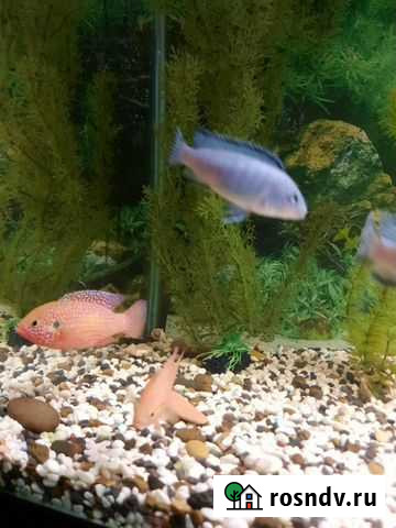 Малек цихлид Волжский - изображение 1